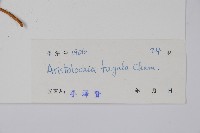 耳葉馬兜鈴藏品圖，第2張