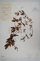 隱鱗藤藏品圖，第1張