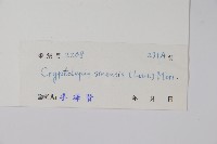 隱鱗藤藏品圖，第2張