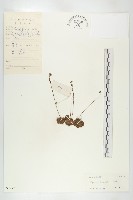 金錢草、錦地羅藏品圖，第1張