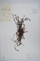 細葉天芥菜藏品圖，第1張