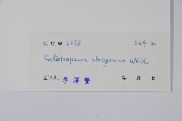 細葉天芥菜藏品圖，第2張