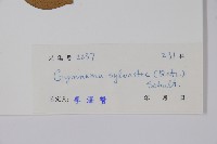 武靴藤藏品圖，第2張