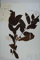 倒吊芼藏品圖，第1張