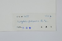 倒吊芼藏品圖，第2張