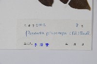 嘉陵花藏品圖，第2張