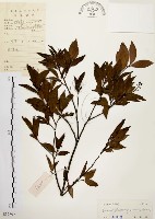 墨點櫻桃、黑星櫻藏品圖，第1張