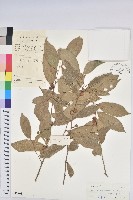 雲南銀柴藏品圖，第1張