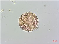 紅珠藤藏品圖，第2張