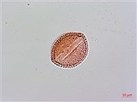 紅珠藤藏品圖，第3張