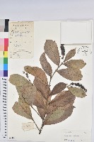 山地五月茶藏品圖，第1張