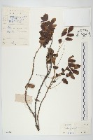 螫毛果藏品圖，第1張