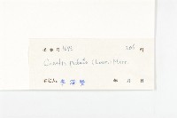 螫毛果藏品圖，第3張