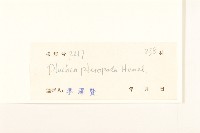 光梗闊苞菊藏品圖，第3張