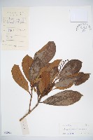 珊瑚樹藏品圖，第1張