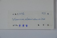 珊瑚樹藏品圖，第2張