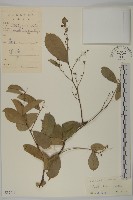 南華南蛇藤，青江藤藏品圖，第1張