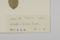 南華南蛇藤，青江藤藏品圖，第3張