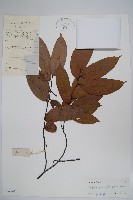 狹瓣鷹爪花藏品圖，第1張