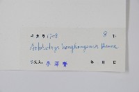 狹瓣鷹爪花藏品圖，第2張