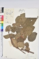 滑桃樹藏品圖，第1張