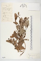 多花丁公藤藏品圖，第1張