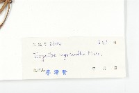 多花丁公藤藏品圖，第3張