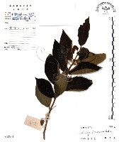 杜虹花，台灣紫珠藏品圖，第1張