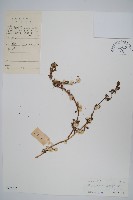 匙葉蓮子草藏品圖，第1張