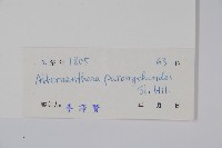 匙葉蓮子草藏品圖，第2張