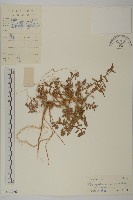 變葉藜、毛綠珠藜藏品圖，第1張