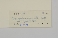 變葉藜、毛綠珠藜藏品圖，第3張