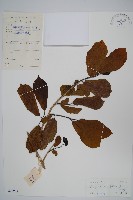 土壇樹藏品圖，第1張