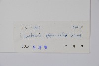 藥用狗牙花藏品圖，第2張