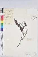 日本五月茶、南投五月茶藏品圖，第1張