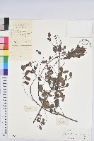 白飯樹藏品圖，第1張