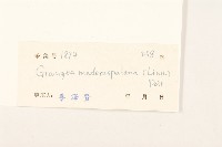 線球菊、田基黃藏品圖，第3張