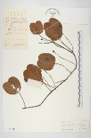 登錄號:S032980藏品圖，第1張