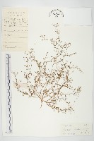 土丁桂藏品圖，第1張