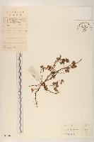 濱剪刀股藏品圖，第1張