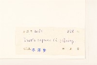 濱剪刀股藏品圖，第3張