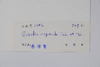 宿苞厚殼樹藏品圖，第2張