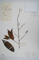 細基丸藏品圖，第1張