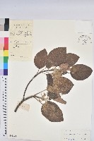 黃桐藏品圖，第1張