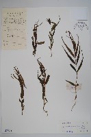 石蘿藦藏品圖，第1張