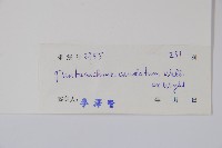 石蘿藦藏品圖，第2張