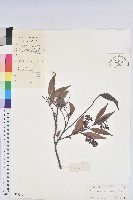 鐮葉越橘藏品圖，第1張