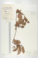 登錄號:S033016藏品圖，第1張