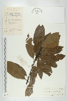 印度唸珠樹藏品圖，第1張