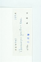 印度唸珠樹藏品圖，第3張